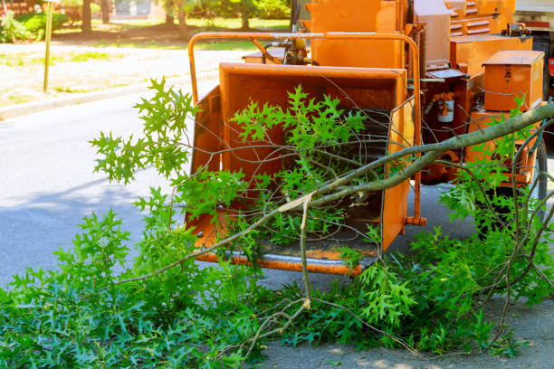 How Our Tree Care Process Works  in  West Jefferson, OH